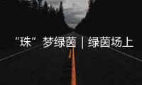 “珠”梦绿茵｜绿茵场上，向阳花开——平沙实小足球小将的汗水与梦想