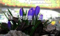 快排公司十年历程，霸屏兔 seo 的崛起与坚守
