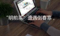 “明前茶”遭遇倒春寒，浙南受灾最严重