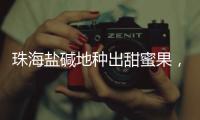 珠海盐碱地种出甜蜜果	，甜度接近天花板
！