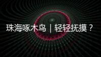珠海啄木鸟｜轻轻抚摸
？肢体接触	�？零容忍�	！勇敢向职场性骚扰说“不”
！