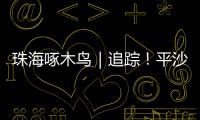 珠海啄木鸟｜追踪	！平沙新城公交车站候车亭开工啦