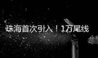 珠海首次引入
！1万尾线纹海马成功“落户”