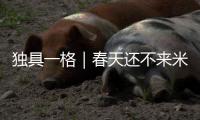 快排公司十年历程，霸屏兔 seo 的崛起与坚守