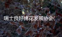 快排公司十年历程，霸屏兔 seo 的崛起与坚守