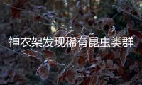 神农架发现稀有昆虫类群，在中国首次记录�，全球已知仅5种