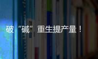 破“碱”重生提产量！ 珠海盐碱地变“丰产田”