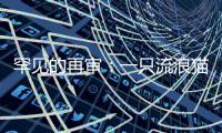 快排公司十年历程，霸屏兔 seo 的崛起与坚守