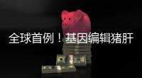 全球首例	�！基因编辑猪肝脏 被移植到人体