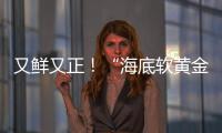 又鲜又正！“海底软黄金” 珠海外伶仃海胆新鲜上岸	！