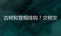 古树和官帽挂钩
？交树交印
，明代就有了