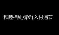 和睦相处/象群入村遇节庆 民众�：欢迎来做客