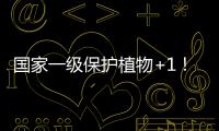 国家一级保护植物+1	！珠海新发现紫纹兜兰野生群落