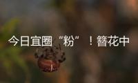今日宜圈“粉”！簪花中华白海豚亮相