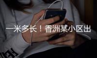 一米多长！香洲某小区出现眼镜蛇，已被捕获