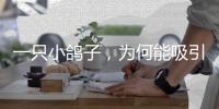 一只小鸽子，为何能吸引14家知名媒体集中探访
？