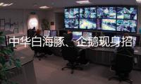 中华白海豚
、企鹅现身招聘会 珠海“招才吉祥物”好吸睛 吸引求职者争相合影
