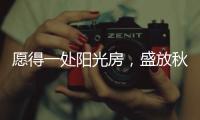 愿得一处阳光房�，盛放秋日的美好时光!