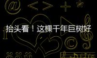 抬头看！这棵千年巨树好高