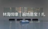 林海情缘｜遍地是宝�！扎贡沟：脚下每一步 都踩在“药材地图”上