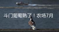 斗门葡萄熟了！农场7月底开放采摘，大量黑夏�、阳光玫瑰摘到8月	！