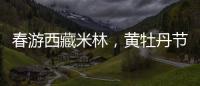 春游西藏米林，黄牡丹节这样玩！
