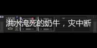 洪水淹死的奶牛，灾中断裂的生计