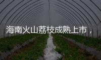 海南火山荔枝成熟上市
�，“甜蜜季”开启