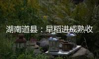 湖南道县：早稻进成熟收割季