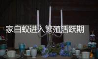 家白蚁进入繁殖活跃期 
，这些预防灭杀建议请收好→