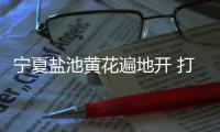 宁夏盐池黄花遍地开 打造黄花菜产业链条�、拓展农户增收渠道
