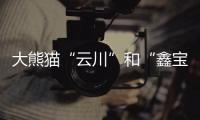 大熊猫“云川”和“鑫宝”将赴美，期限10年