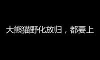 大熊猫野化放归，都要上啥“培训课”？