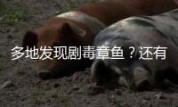 多地发现剧毒章鱼？还有人把它当宠物养