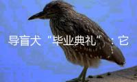 导盲犬“毕业典礼”：它们不仅是视障人士的“双眼”，更是心灵的伴侣