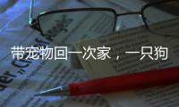 带宠物回一次家

，一只狗要比一只猫多花多少钱	？｜春节账单④
