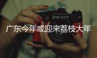 广东今年或迎来荔枝大年，产量有望比去年激增三到四成