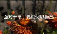 面对干旱�，夏粮何以稳产丰收