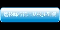 荔枝鲜行记
：从枝头到餐桌，中国重汽豪沃TS7冷藏车让鲜甜如约而至