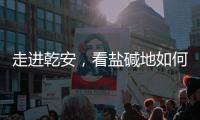 走进乾安
，看盐碱地如何被炼成“肥田”
