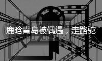 鹿晗青岛被偶遇
，走路驼背高低肩像老头，未戴口罩买奶茶浑身松弛