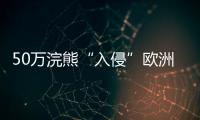 50万浣熊“入侵”欧洲，“生态害兽”泛滥难解