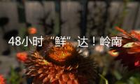 48小时“鲜”达！岭南荔枝香飘迪拜