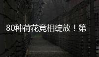80种荷花竞相绽放！第三届横琴荷花节启幕