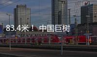 83.4米！ 中国巨树首次攀测综合科考完成