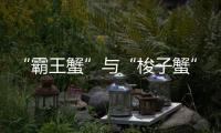 “霸王蟹”与“梭子蟹”，握“钳”言和！