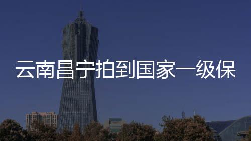 确定它们为一对林麝母子