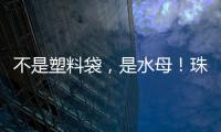 不是塑料袋，是水母！珠海海滩有水母出没 提醒：有毒
！别碰！