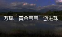 万尾“黄金宝宝”游进珠海！明年或将实现本土繁育