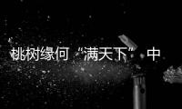 桃树缘何“满天下” 中国科学家揭开桃基因组变化奥秘